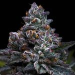 Apple Fritter Feminised | Barney‘s Farm