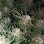 Auto Original Limonade Skunk Feminised | Victory Seeds