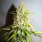 Grape Fruit Feminised Silver | Errors Seeds