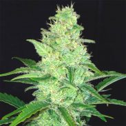 Mimosa Cake Feminised Silver by Errors Seeds