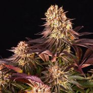 Mimosa x Orange Punch Feminised by Errors Seeds
