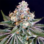 Mr. Melon Feminised Silver | Errors Seeds