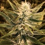Power Plant Feminised Silver | Errors Seeds