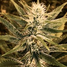 Power Plant Feminised Silver by Errors Seeds