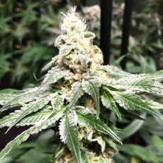 Сорт каннабиса Auto Biscotti Feminized