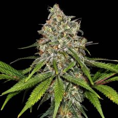 Сорт каннабиса Auto Frosted Guava Feminized