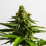 Auto Anaconda Feminised Silver | Errors Seeds