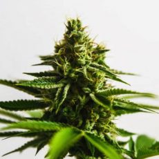 Сорт марихуаны Auto Anaconda Feminised Silver by Errors Seeds