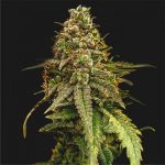Auto Bruce Banner #5 Fem | Bulk Seed Bank