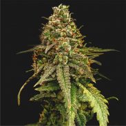 Сорт конопли Auto Bruce Banner #5 by Bulk Seed Bank