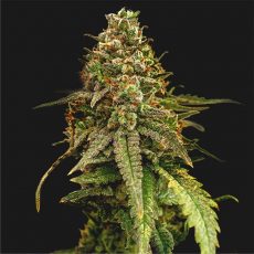 Сорт конопли Auto Bruce Banner #5 by Bulk Seed Bank