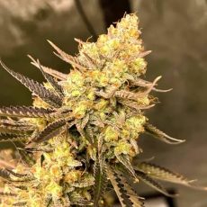Сорт марихуаны Auto Chere Feminised Silver by Errors Seeds
