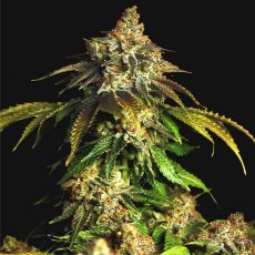Сорт конопли Auto Coffe Rocket Fem by Bulk Seed Bank